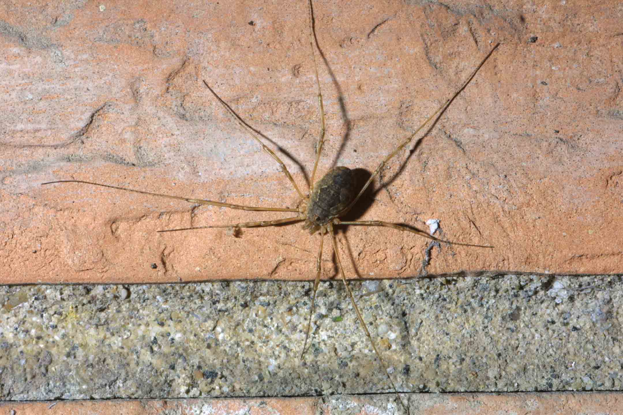 Opilione romano sul muro sotto casa - indet.